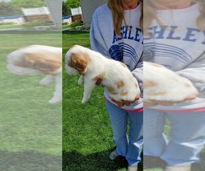 Brittany Puppy for sale in ASHLEY, MI, USA