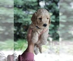 Small Photo #5 Labradoodle Puppy For Sale in CHICO, CA, USA