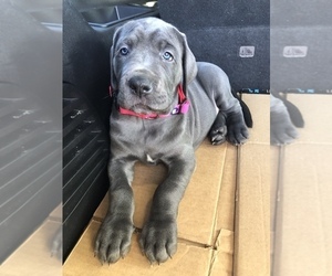 Great Dane Puppy for sale in YUCAIPA, CA, USA