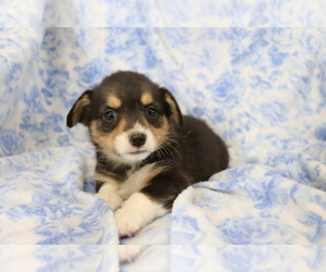Pembroke Welsh Corgi Puppy for sale in SHILOH, OH, USA