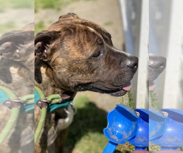 Medium Photo #7 Mutt Puppy For Sale in Virginia Beach, VA, USA