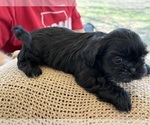 Small #2 Shih Tzu