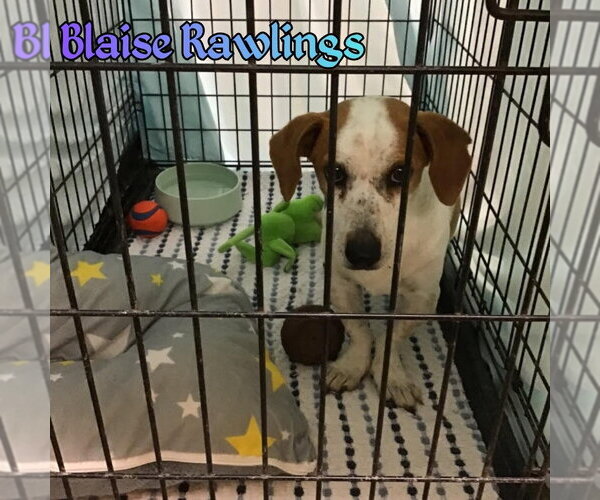 Medium Photo #8 Doxle Puppy For Sale in San Antonio, TX, USA