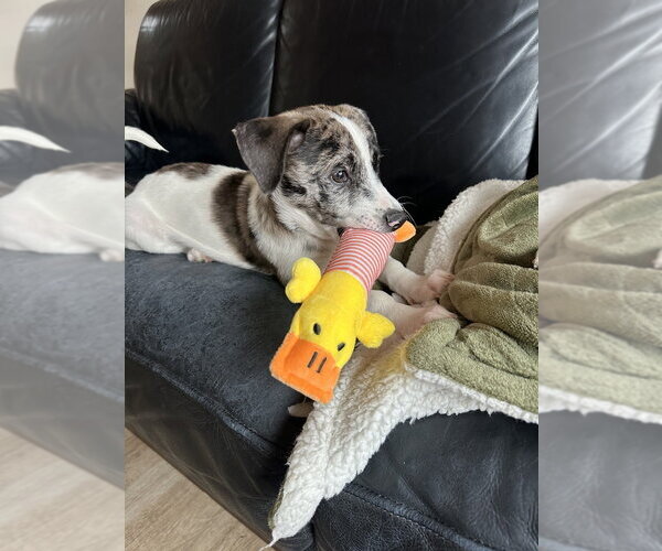 Medium Photo #6 Border Collie-Unknown Mix Puppy For Sale in Brewster, NY, USA