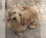 Small Photo #1 Dachshund Puppy For Sale in RATTAN, OK, USA