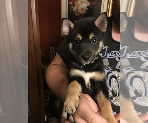 Medium Photo #1 Shiba Inu Puppy For Sale in ELIZABETH CITY, NC, USA