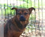 Small #1 Pug Mix