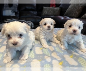 Maltese Puppy for sale in FALL RIVER, MA, USA