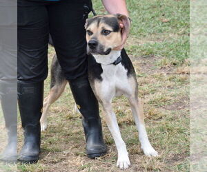 Kirby - Male Mutt Dog for Adoption - Photo #4