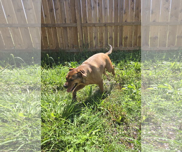 Medium Photo #2 Boxer-Unknown Mix Puppy For Sale in Jackson, MS, USA