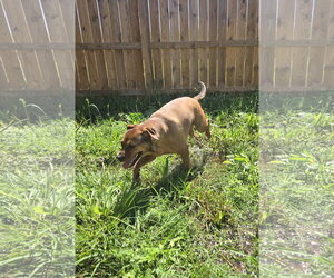 Charlie - Female Boxer-Unknown Mix Dog for Adoption - Photo #2