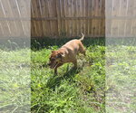 Small #1 Boxer Mix