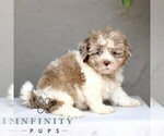 Small #4 ShihPoo