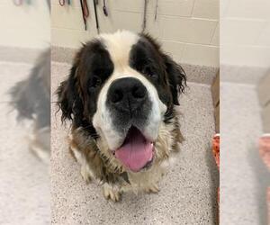 Saint Bernard Dogs for adoption in Brighton, CO, USA