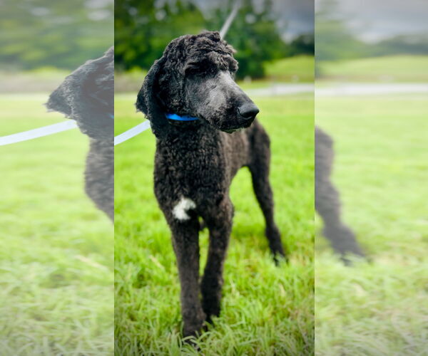 Medium Photo #3 Poodle (Standard) Puppy For Sale in Pacolet, SC, USA