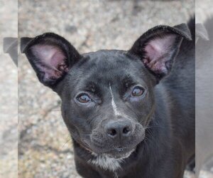 Boston Huahua Dogs for adoption in Huntley, IL, USA