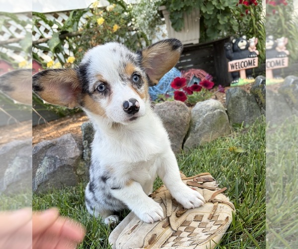 Medium Photo #3 Pembroke Welsh Corgi Puppy For Sale in MIDDLEBURY, IN, USA