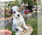 Small #2 Pembroke Welsh Corgi