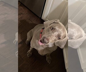 Boomer - Female Weimaraner Dog for Adoption - Photo #4