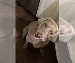 Small Photo #4 Weimaraner Puppy For Sale in Fort Worth, TX, USA