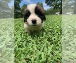 Puppy White Saint Bernard