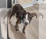 Small #3 American Pit Bull Terrier Mix