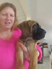 Cane Corso Puppy for sale in DOOLIE, NC, USA
