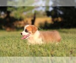 Small #9 Pembroke Welsh Corgi