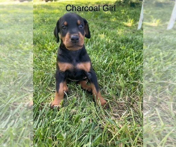 Medium Photo #4 Doberman Pinscher Puppy For Sale in FREMONT, IN, USA