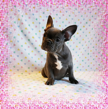 Medium Photo #6 French Bulldog Puppy For Sale in ADRIAN, MI, USA