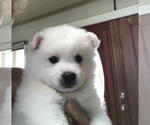 Small Photo #3 American Eskimo Dog Puppy For Sale in MERRITT IS, FL, USA