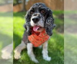 Small Photo #5 Cocker Spaniel Puppy For Sale in Arlington, VA, USA