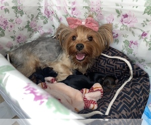 Mother of the Yorkshire Terrier puppies born on 01/29/2023