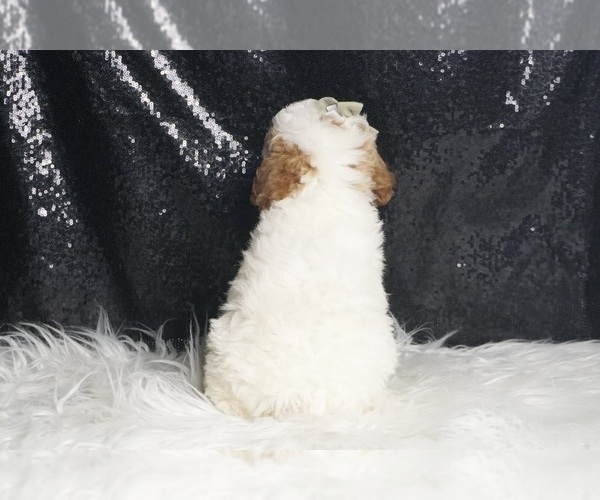 Medium Photo #8 Poodle (Toy) Puppy For Sale in WARSAW, IN, USA