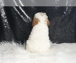 Small Photo #98 Poodle (Toy) Puppy For Sale in WARSAW, IN, USA