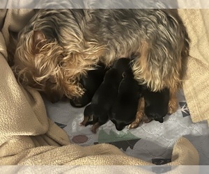 Mother of the Morkie puppies born on 09/01/2026