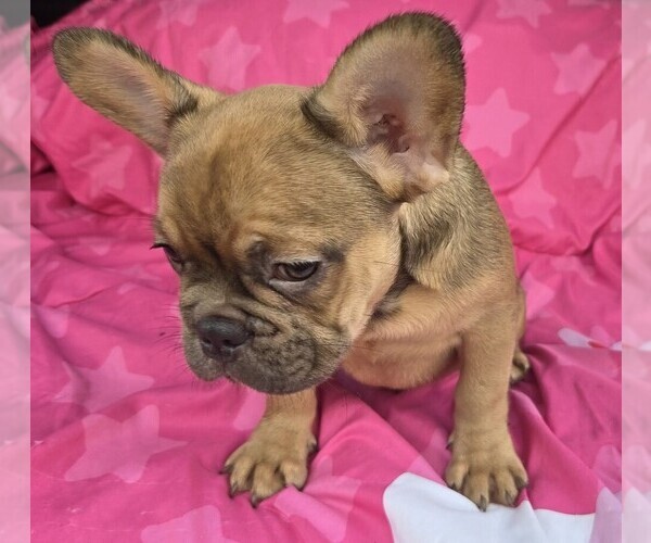 Medium Photo #4 French Bulldog Puppy For Sale in AKRON, OH, USA