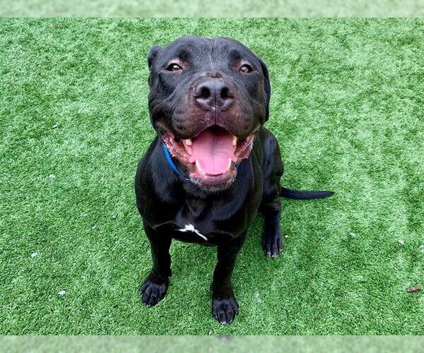 Medium Photo #2 Mutt Puppy For Sale in Moreno Valley, CA, USA