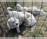 Small Photo #2 Great Pyrenees Puppy For Sale in TRINITY, NC, USA