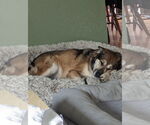 Small #1 German Shepherd Dog Mix