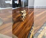 Small #3 Shih Tzu Mix