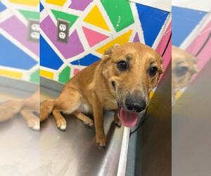 German Shepherd Dog-Unknown Mix Dogs for adoption in Baytown, TX, USA
