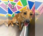 Small German Shepherd Dog Mix