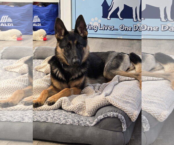 Medium Photo #2 German Shepherd Dog Puppy For Sale in Cliffwood, NJ, USA