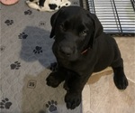 Puppy Pongo Labrador Retriever