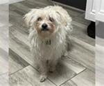 Small Poodle (Miniature)