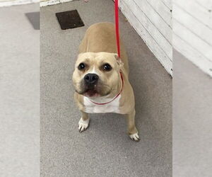 Medium American Pit Bull Terrier