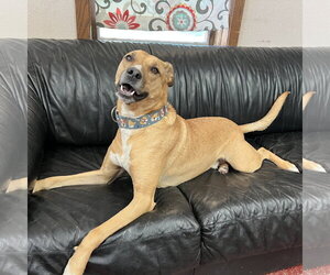 Pika - Male Mutt Dog for Adoption - Photo #41