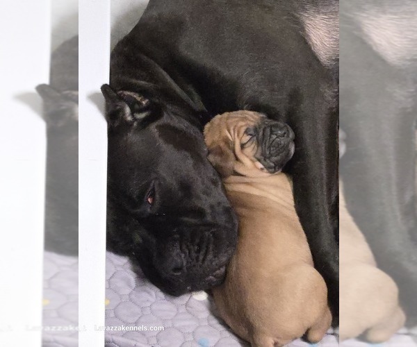Medium Photo #1 Cane Corso Puppy For Sale in CAMBY, IN, USA