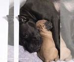 Small Photo #1 Cane Corso Puppy For Sale in CAMBY, IN, USA
